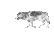llop imatges-animades-gif